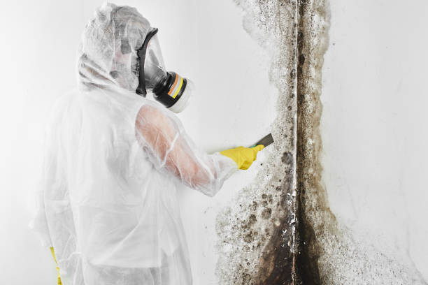 Best Certified Mold Removal  in Greenfield, IL