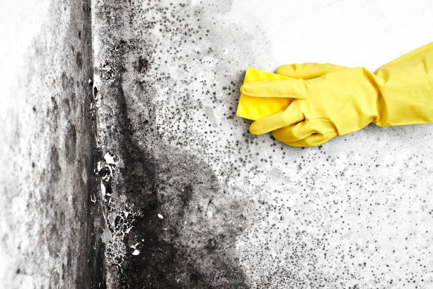 Mold Testing and Removal in Greenfield, IL