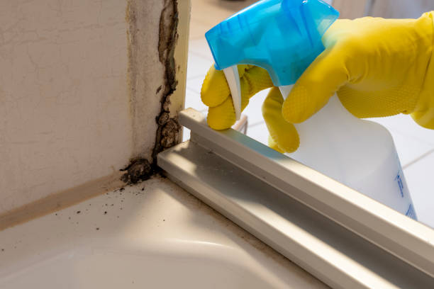 Best Fast Mold Removal  in Greenfield, IL