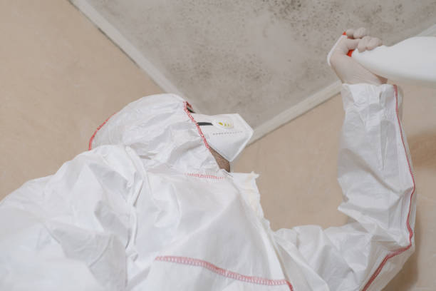 Best Toxic Mold Removal  in Greenfield, IL