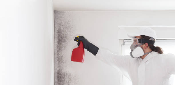  Greenfield, IL Mold Removal Pros