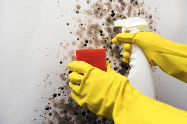 Best Mold Testing  in Greenfield, IL