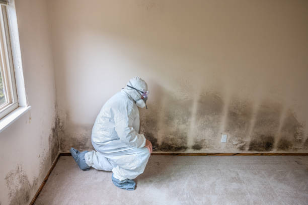 Best Crawl Space Mold Removal  in Greenfield, IL