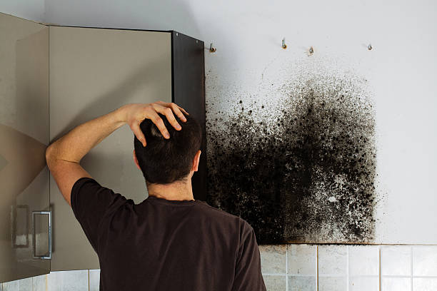 Reliable Greenfield, IL Mold Removal Solutions