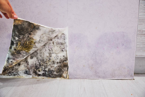 Best Local Mold Removal Service  in Greenfield, IL